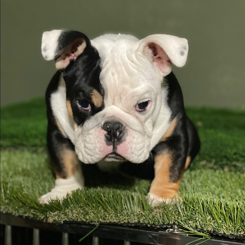 Meet your Posher, Danny